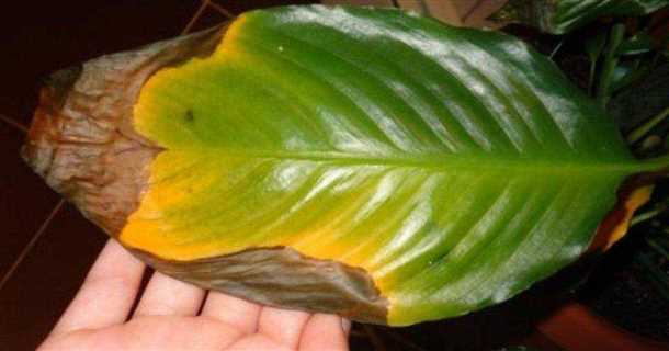 1. Недостаток освещения