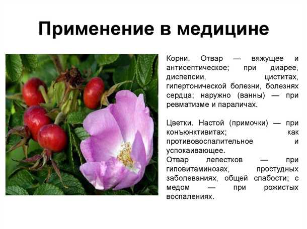 Шиповник: вред и польза (видео)