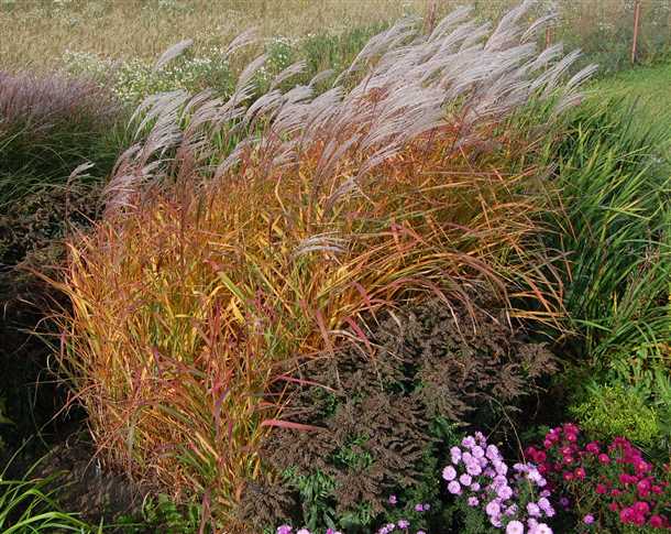 Как подготовить мискантус к зиме (видео)