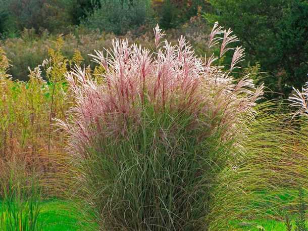 Удалите отмершие листья