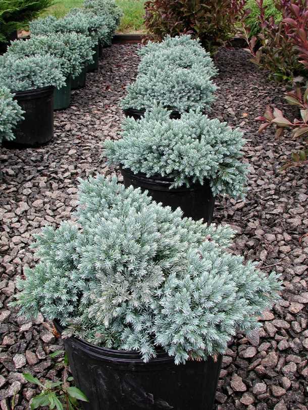 Защита от морозов