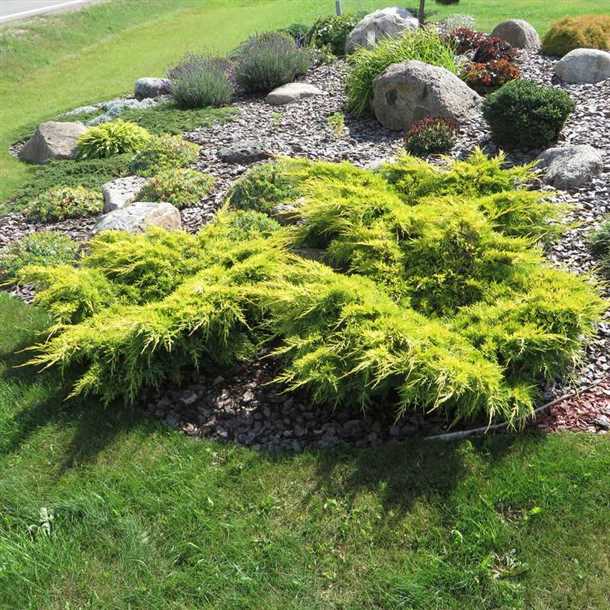 Презентабельный можжевельник Голд Стар для дачного участка