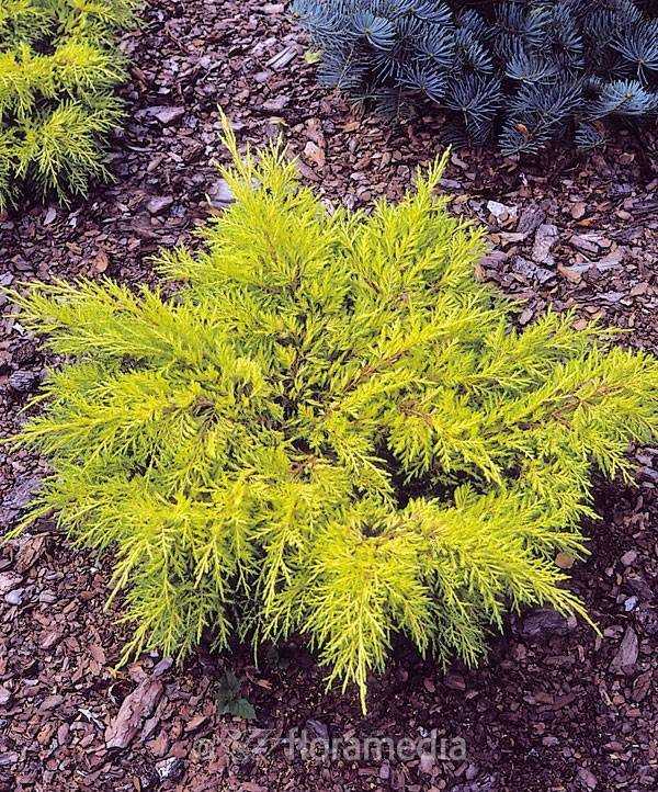 Уход за можжевельником Gold Star