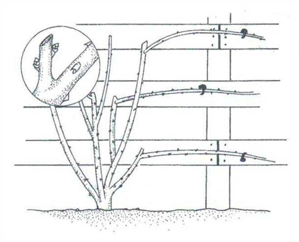 Выбор места для плетистой розы