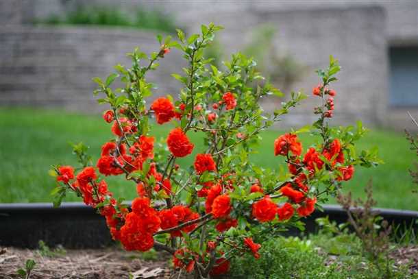 Лучшие “соседи” айвы