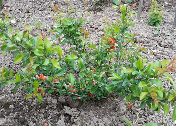 1. Айва Коричневая