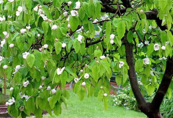 2. Айва Золотая