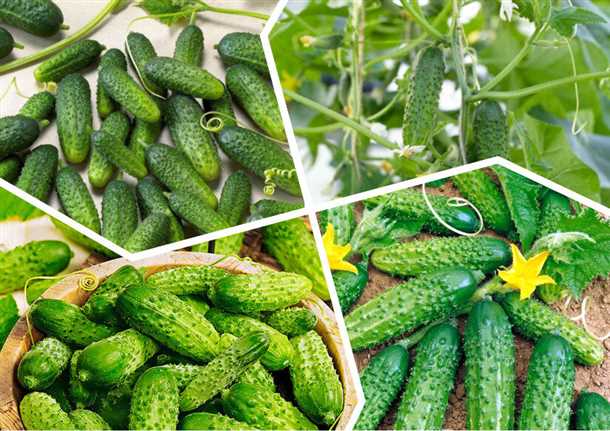 Сорт 1: 'Наташа'