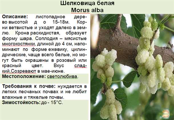 Ботаническое описание