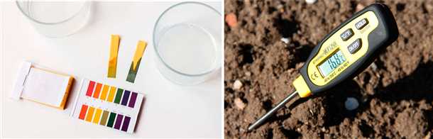Как проверить качество почвы на даче