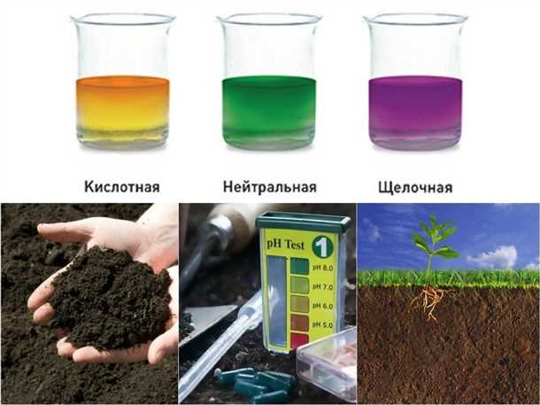 Как измерить содержание органики в почве