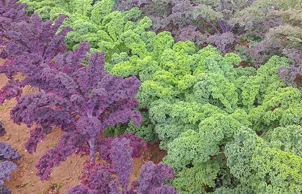 Полезные свойства и пищевая ценность
