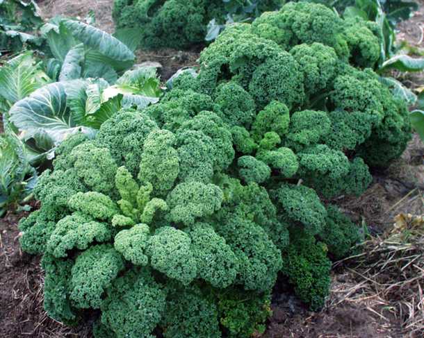 Фото 2: Собранная урожайная капуста «Кале»