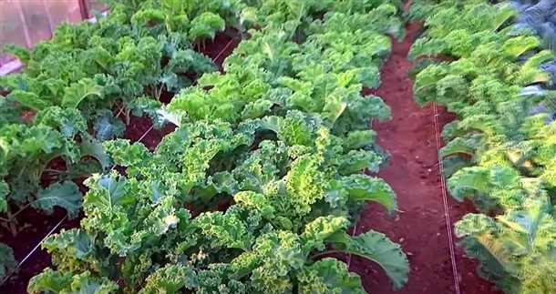 Сорт №1: Кале Фриза