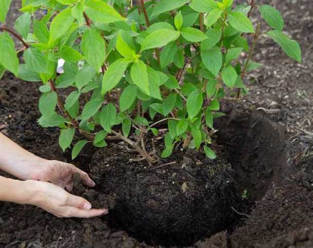 Кустарники весной особенности посадки и ухода