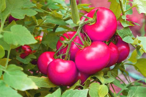 1. Сорт 'Уральский красавец'