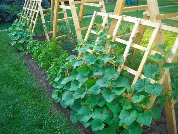 Посев семян