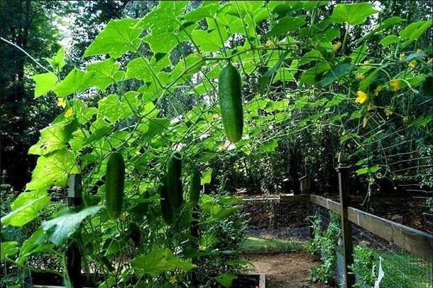 Причины для того, чтобы есть огурцы: