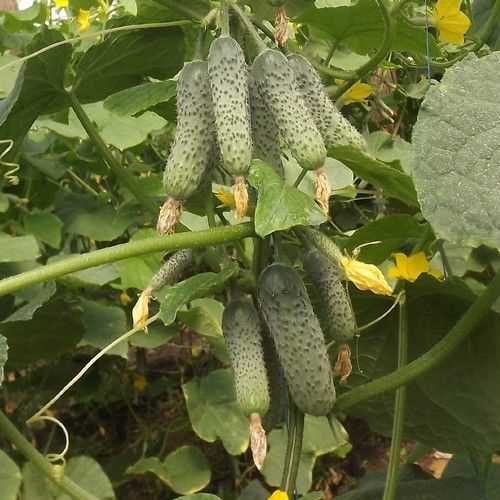 Описание сорта